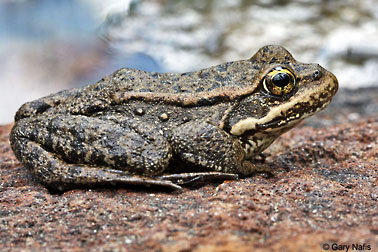 cascades frog graphic